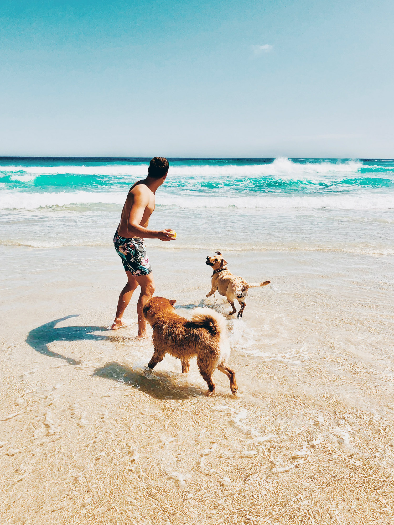 Travel Therapist on the beach, playing with their 2 dogs